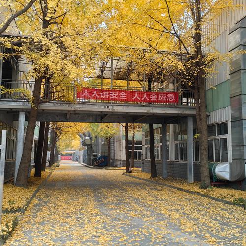 廠區金黃 最是一年銀杏好風景