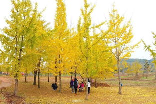 陽山小江鎮 千年銀杏樹的浪漫與神奇，網紅拍照圣地