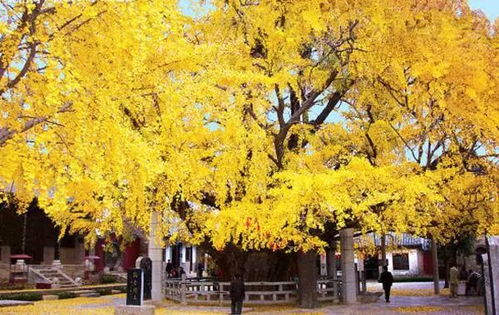 成都要變黃了 收下這份最強銀杏觀賞指南