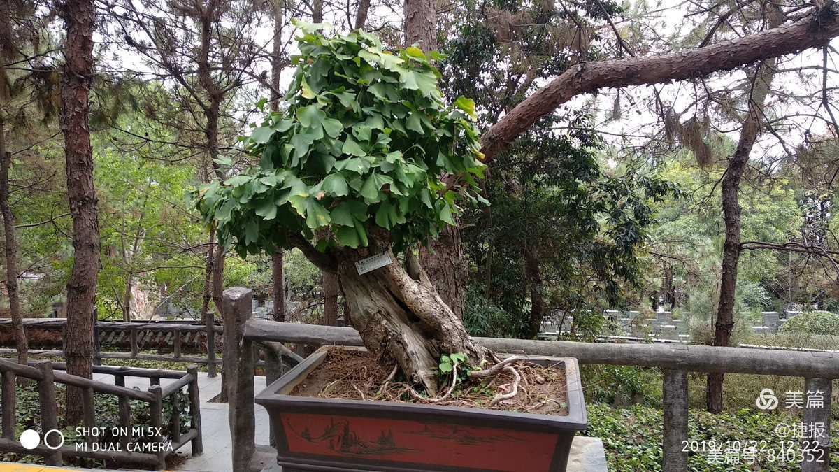 銀杏樹盆景欣賞 - 美篇